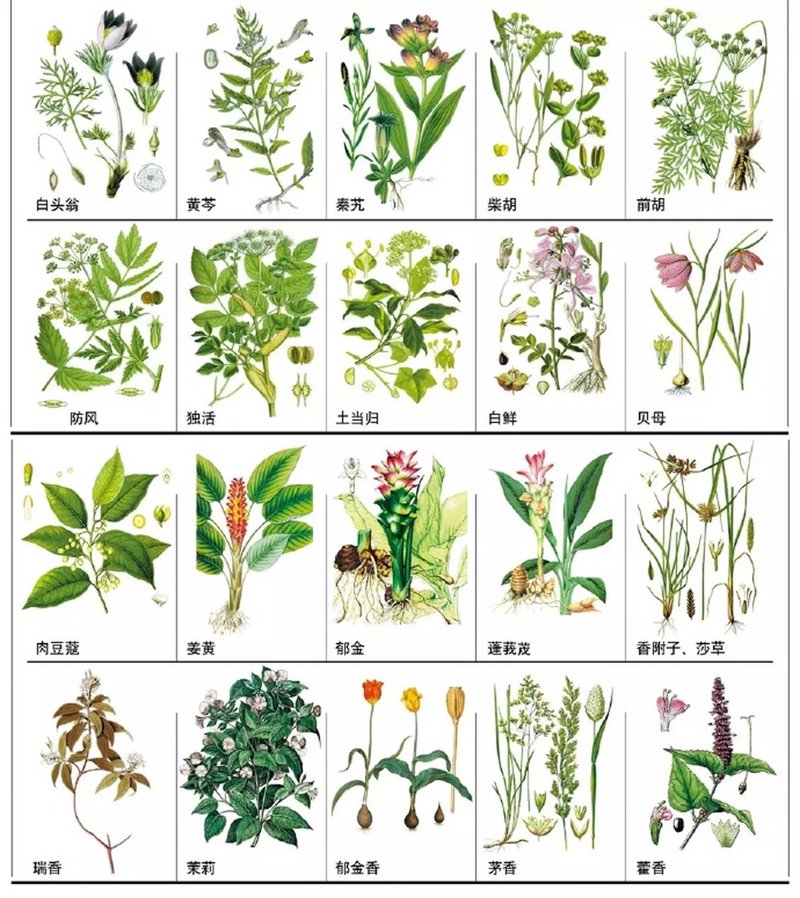 常见中草药